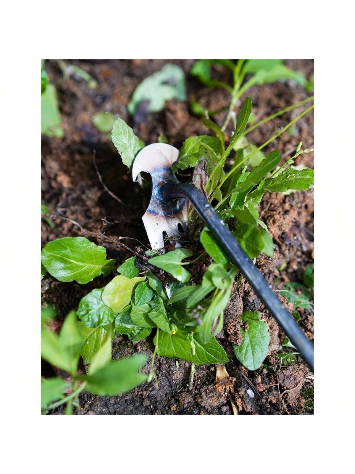 4 Gigi - Weeder Tangan Multifu - Gardening Tools For Weeds ulasan dan harga